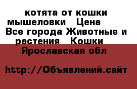 котята от кошки мышеловки › Цена ­ 10 - Все города Животные и растения » Кошки   . Ярославская обл.
